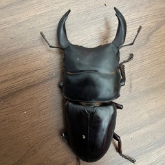 オオクワガタ能勢YG 成虫♂単