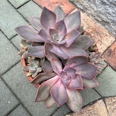 多肉植物寄せ植え②