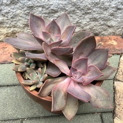 多肉植物寄せ植え②の画像