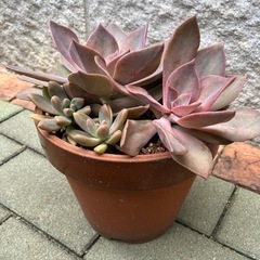 多肉植物寄せ植え②の画像
