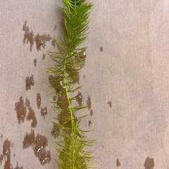 水草　マツモの画像