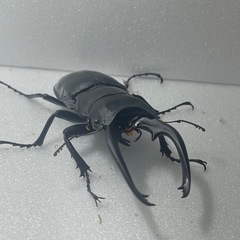 インターメディアツヤクワガタ値下げしました！♂♂♀の画像