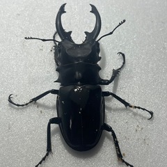 インターメディアツヤクワガタ値下げしました！♂♂♀の画像