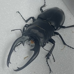 インターメディアツヤクワガタ　♂♂♀トリオ