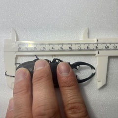 インターメディアツヤクワガタ値下げしました！♂♂♀の画像