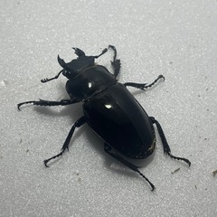 インターメディアツヤクワガタ値下げしました！♂♂♀の画像