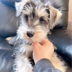 ミニチュアシュナウザー