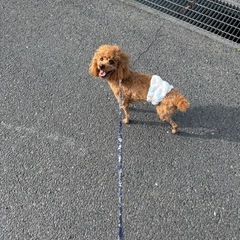 近場で犬友ほしい🐶