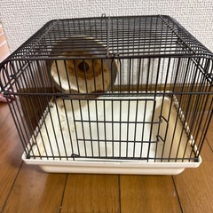ケージ