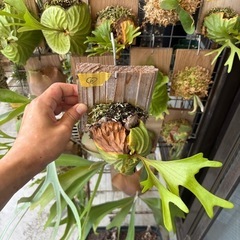 ビカクシダ　リドレイ