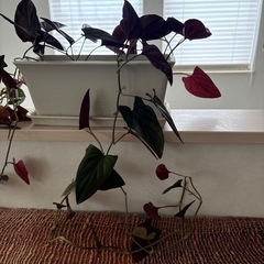 【観葉植物】シンゴニウム チョコレート