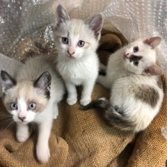 保護猫　三姉妹