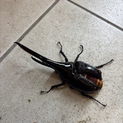 ヘラクレスオオカブト成虫