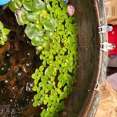 浮草あげます