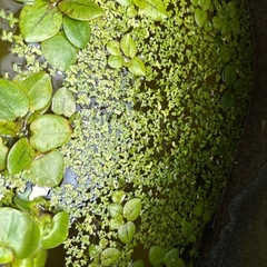 浮草あげますの画像