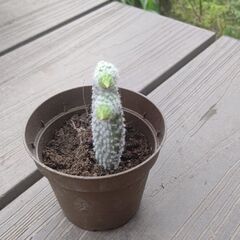 バニーカクタス