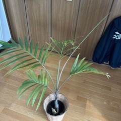 観葉植物　トックリヤシ　　