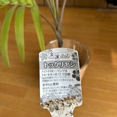 観葉植物　トックリヤシ　　の画像