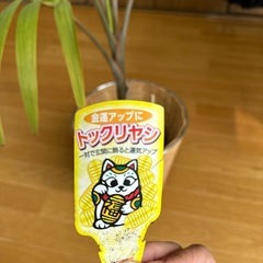 観葉植物　トックリヤシ　　の画像