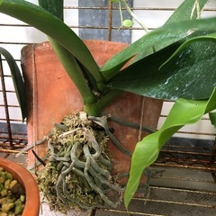 植物色々の画像