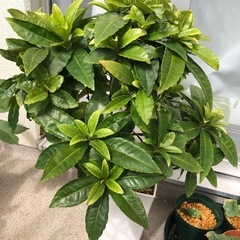植物色々の画像
