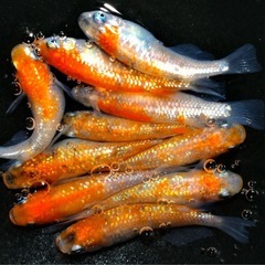 あと５０匹ほど　蜜柑　みかん　ラメメダカ　稚魚　３０匹　メダカ