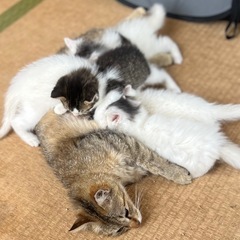 ふわふわ子猫5兄弟(長毛)里親募集