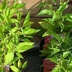 激辛とうがらし・ひもとうがらし