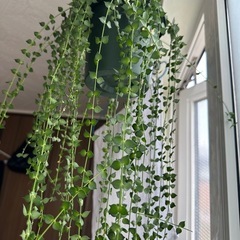 観葉植物　ミリオンハートの画像