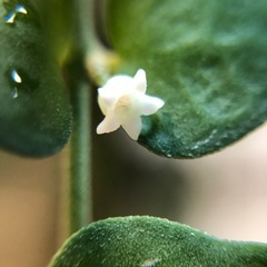 観葉植物　ミリオンハート