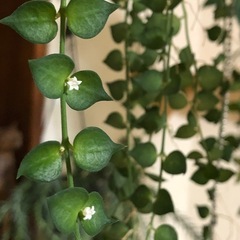 観葉植物　ミリオンハートの画像