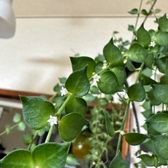 観葉植物　ミリオンハートの画像