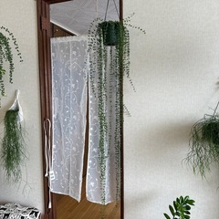 観葉植物　ミリオンハートの画像