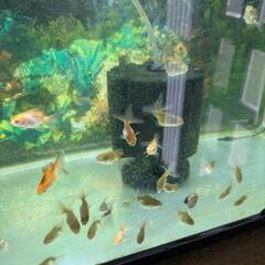 金魚、オランダ獅子頭の幼魚
