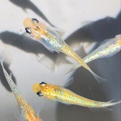 【宮桜】🧡メダカ🩵 カラフル💛 針子 15匹 めだか ラメ 濃い の画像