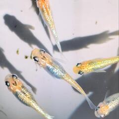 【宮桜】🧡メダカ🩵 カラフル💛 針子 15匹 めだか ラメ 濃い の画像