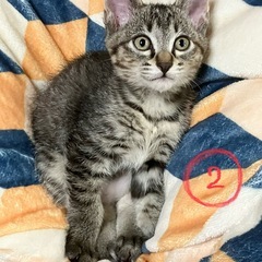キジトラ(サバトラ？)子猫　2ヶ月の男の子②