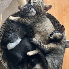 4匹の子猫の里親様募集します(生後２ヶ月)