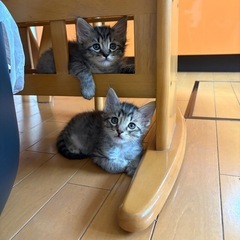可愛い子猫♂♀里親募集中