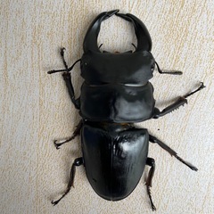 【上阿古谷】国産オオクワガタ　ペア