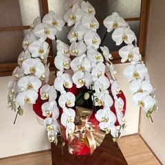 胡蝶蘭　5本立ち　生花　蕾あり　① 