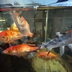 金魚
