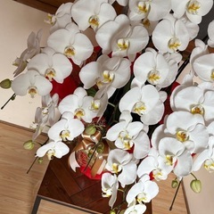 胡蝶蘭　5本立ち　生花　蕾あり　②の画像