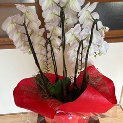 胡蝶蘭　5本立ち　生花　蕾あり　②の画像