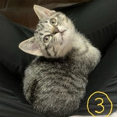 キジトラ(サバトラ？)子猫　2ヶ月の女の子③