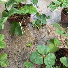いちご苗　3ポット入り鉢
の画像