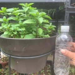ペパーミント・鉢植えの画像