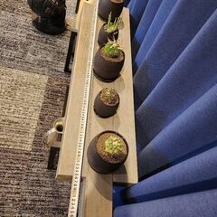 植物５点、飾りベンチ、金属製の水差し、陶器製の置物の画像
