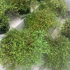 鉢植えワイヤープランツの画像