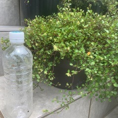 鉢植えワイヤープランツの画像